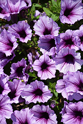 Supertunia Bordeaux Petunia (Petunia 'Supertunia Bordeaux') at Thies Farm & Greenhouses