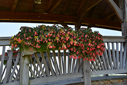 San Francisco Begonia (Begonia boliviensis 'San Francisco') at Thies Farm & Greenhouses