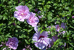 Lavender Chiffon Rose Of Sharon (Hibiscus syriacus 'Notwoodone') at Thies Farm & Greenhouses