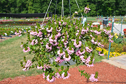 Bombay Pink Fan Flower (Scaevola aemula 'Bombay Pink') at Thies Farm & Greenhouses