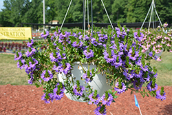 Bombay Dark Blue Fan Flower (Scaevola aemula 'Bombay Dark Blue') at Thies Farm & Greenhouses