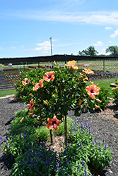 Fiesta Hibiscus (Hibiscus rosa-sinensis 'Fiesta') at Thies Farm & Greenhouses
