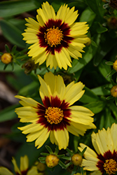 UpTick Yellow and Red Tickseed (Coreopsis 'Baluptowed') at Thies Farm & Greenhouses