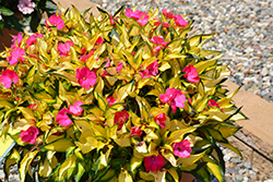 SunPatiens Compact Tropical Rose New Guinea Impatiens (Impatiens 'SunPatiens Compact Tropical Rose') at Thies Farm & Greenhouses