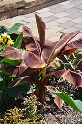 Siam Ruby Banana (Musa 'Siam Ruby') at Thies Farm & Greenhouses