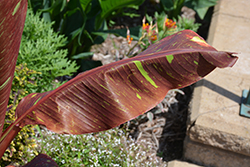 Siam Ruby Banana (Musa 'Siam Ruby') at Thies Farm & Greenhouses