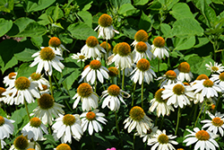 PowWow White Coneflower (Echinacea purpurea 'PowWow White') at Thies Farm & Greenhouses