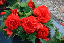 Nonstop Red Begonia (Begonia 'Nonstop Red') at Thies Farm & Greenhouses