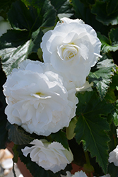 Nonstop White Begonia (Begonia 'Nonstop White') at Thies Farm & Greenhouses