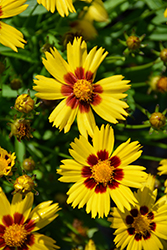 Sunkiss Tickseed (Coreopsis grandiflora 'SunKiss') at Thies Farm & Greenhouses