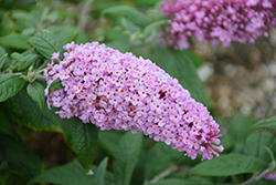 Pugster Pink Butterfly Bush (Buddleia 'SMNBDPT') at Thies Farm & Greenhouses