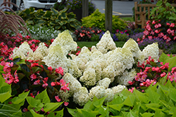 Little Lime Hydrangea (Hydrangea paniculata 'Jane') at Thies Farm & Greenhouses