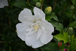 White Pillar Rose of Sharon (Hibiscus syriacus 'Gandini van Aart') at Thies Farm & Greenhouses