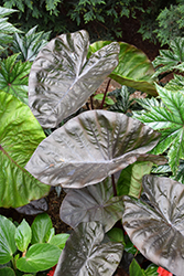 Royal Hawaiian Black Coral Elephant Ear (Colocasia esculenta 'Black Coral') at Thies Farm & Greenhouses