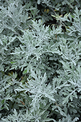 Silver Bullet Dusty Miller (Artemisia stellerianna 'Silver Bullet') at Thies Farm & Greenhouses