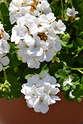 Calliope White Geranium (Pelargonium 'Calliope White') at Thies Farm & Greenhouses