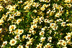UpTick Cream and Red Tickseed (Coreopsis 'Balupteamed') at Thies Farm & Greenhouses