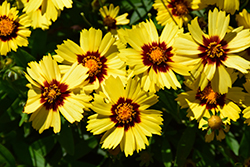 UpTick Yellow and Red Tickseed (Coreopsis 'Baluptowed') at Thies Farm & Greenhouses