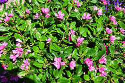 Soiree Kawaii Double Pink Vinca (Catharanthus roseus 'Soiree Kawaii Double Pink') at Thies Farm & Greenhouses