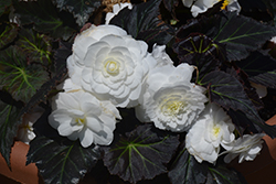 Nonstop Mocca White Begonia (Begonia 'Nonstop Mocca White') at Thies Farm & Greenhouses