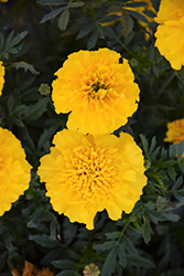 Bonanza Yellow Marigold (Tagetes patula 'Bonanza Yellow') at Thies Farm & Greenhouses