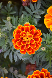 Durango Flame Marigold (Tagetes patula 'Durango Flame') at Thies Farm & Greenhouses
