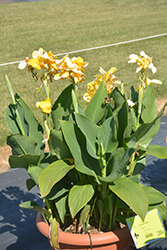 Cannova Yellow Canna (Canna 'Cannova Yellow') at Thies Farm & Greenhouses