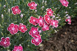 Fire And Ice Pinks (Dianthus 'Fire And Ice') at Thies Farm & Greenhouses