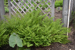 Lady in Red Fern (Athyrium filix-femina 'Lady in Red') at Thies Farm & Greenhouses