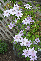 Nelly Moser Clematis (Clematis 'Nelly Moser') at Thies Farm & Greenhouses