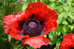 Beauty of Livermere Poppy (Papaver orientale 'Beauty of Livermere') at Thies Farm & Greenhouses