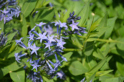 Blue Ice Star Flower (Amsonia tabernaemontana 'Blue Ice') at Thies Farm & Greenhouses