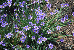 Lucerne Blue-Eyed Grass (Sisyrinchium angustifolium 'Lucerne') at Thies Farm & Greenhouses