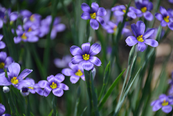 Lucerne Blue-Eyed Grass (Sisyrinchium angustifolium 'Lucerne') at Thies Farm & Greenhouses