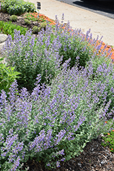 Purrsian Blue Catmint (Nepeta x faassenii 'Purrsian Blue') at Thies Farm & Greenhouses