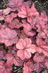 Lava Lamp Coral Bells (Heuchera 'Lava Lamp') at Thies Farm & Greenhouses