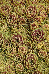 Ruby Heart Hens And Chicks (Sempervivum 'Ruby Heart') at Thies Farm & Greenhouses