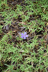Violet Pinwheels Phlox (Phlox 'Violet Pinwheels') at Thies Farm & Greenhouses