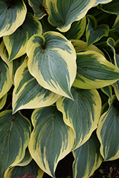 First Frost Hosta (Hosta 'First Frost') at Thies Farm & Greenhouses