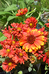 Arizona Red Shades Blanket Flower (Gaillardia x grandiflora 'Arizona Red Shades') at Thies Farm & Greenhouses