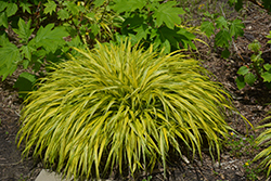 Golden Variegated Hakone Grass (Hakonechloa macra 'Aureola') at Thies Farm & Greenhouses