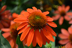 Sombrero Adobe Orange Coneflower (Echinacea 'Balsomador') at Thies Farm & Greenhouses