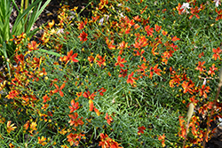 Sizzle And Spice Crazy Cayenne Tickseed (Coreopsis verticillata 'Crazy Cayenne') at Thies Farm & Greenhouses