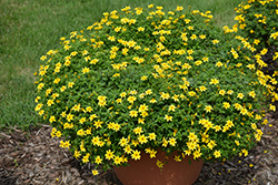 Beedance Yellow Bidens (Bidens 'Beedance Yellow') at Thies Farm & Greenhouses