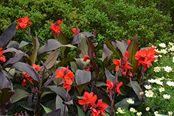 Cannova Bronze Scarlet Canna (Canna 'Cannova Bronze Scarlet') at Thies Farm & Greenhouses