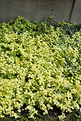 Lemon Licorice Plant (Helichrysum petiolare 'Lemon Licorice') at Thies Farm & Greenhouses