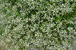 Diamond Frost Euphorbia (Euphorbia 'INNEUPHDIA') at Thies Farm & Greenhouses