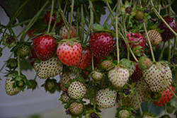 Berried Treasure Red Strawberry (Fragaria ananassa 'Berried Treasure Red') at Thies Farm & Greenhouses