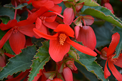 Bossa Nova Red Shades Begonia (Begonia boliviensis 'Bossa Nova Red Shades') at Thies Farm & Greenhouses
