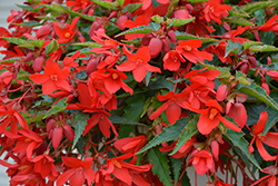 Bossa Nova Red Shades Begonia (Begonia boliviensis 'Bossa Nova Red Shades') at Thies Farm & Greenhouses